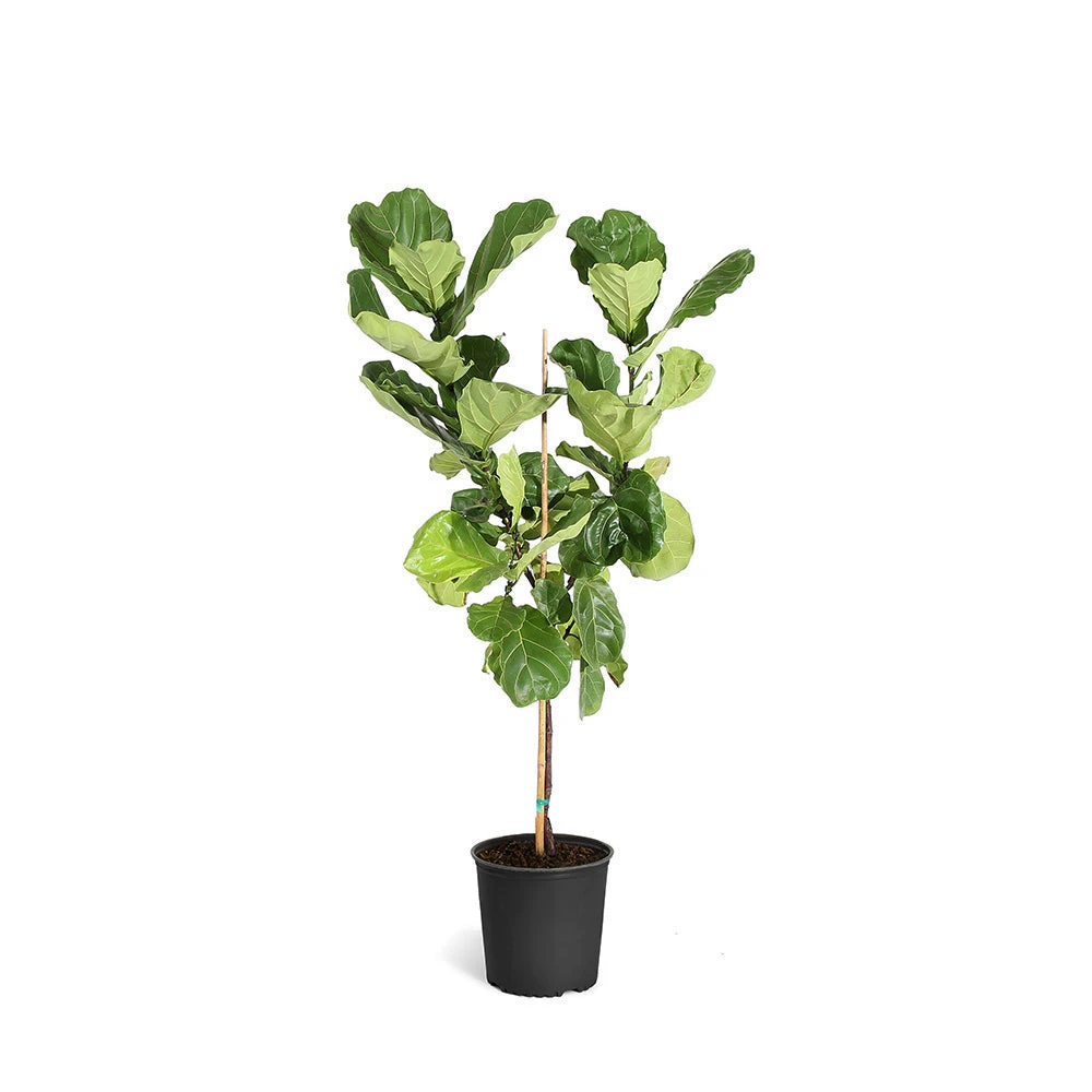 Brighter Blooms SHOP ALL Fiddle-Leaf Fig Tree 15 Brighter Blooms SHOP ALL Fiddle-Leaf Fig Tree