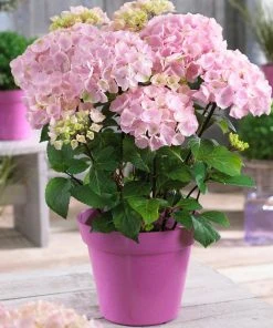 Brighter Blooms Flamingo Hydrangea Shrub 5 Brighter Blooms Flamingo Hydrangea Shrub