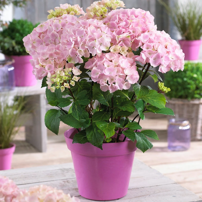 Brighter Blooms Flamingo Hydrangea Shrub 3 Brighter Blooms Flamingo Hydrangea Shrub