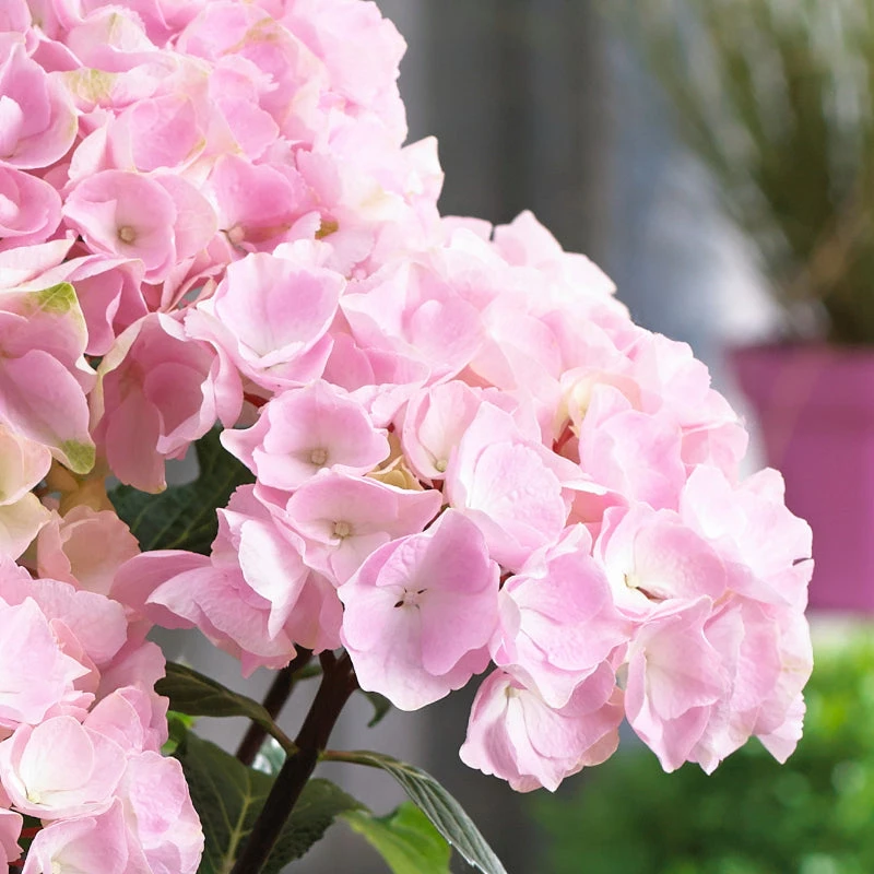 Brighter Blooms Flamingo Hydrangea Shrub 2 Brighter Blooms Flamingo Hydrangea Shrub