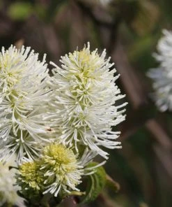 Brighter Blooms Shrubs & Hedges Mount Airy Fothergilla 7 Brighter Blooms Shrubs & Hedges Mount Airy Fothergilla