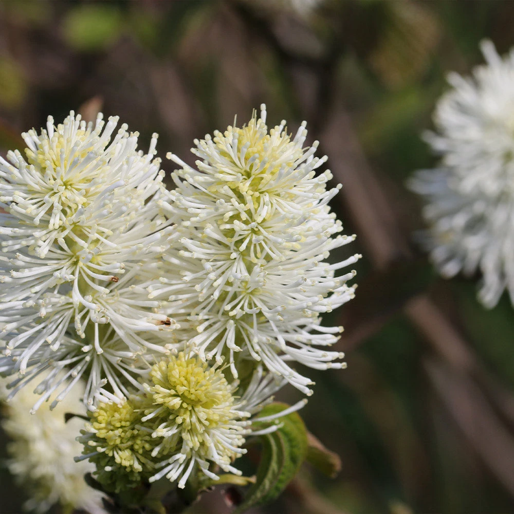 Brighter Blooms Shrubs & Hedges Mount Airy Fothergilla 3 Brighter Blooms Shrubs & Hedges Mount Airy Fothergilla