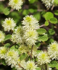 Brighter Blooms Shrubs & Hedges Mount Airy Fothergilla 8 Brighter Blooms Shrubs & Hedges Mount Airy Fothergilla