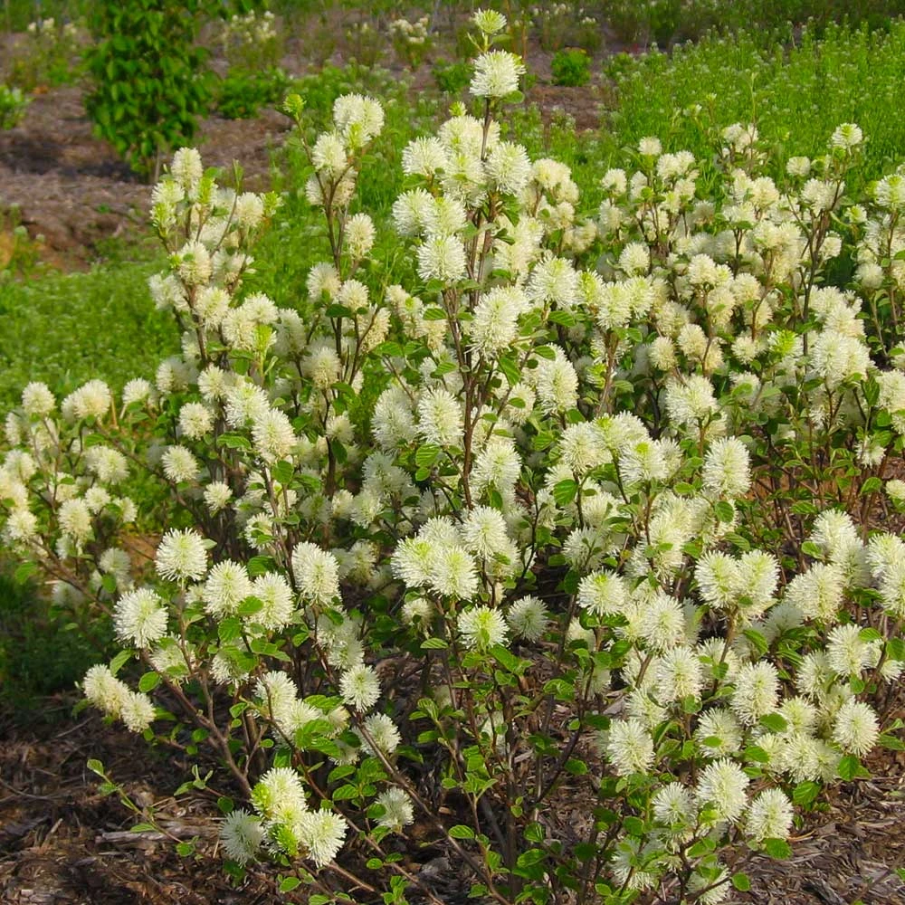 Brighter Blooms Shrubs & Hedges Mount Airy Fothergilla 2 Brighter Blooms Shrubs & Hedges Mount Airy Fothergilla