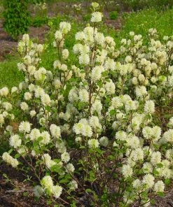 Brighter Blooms Shrubs & Hedges Mount Airy Fothergilla