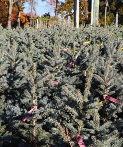Brighter Blooms Fat Albert Colorado Blue Spruce Evergreen & Privacy 7 Brighter Blooms Fat Albert Colorado Blue Spruce Evergreen & Privacy