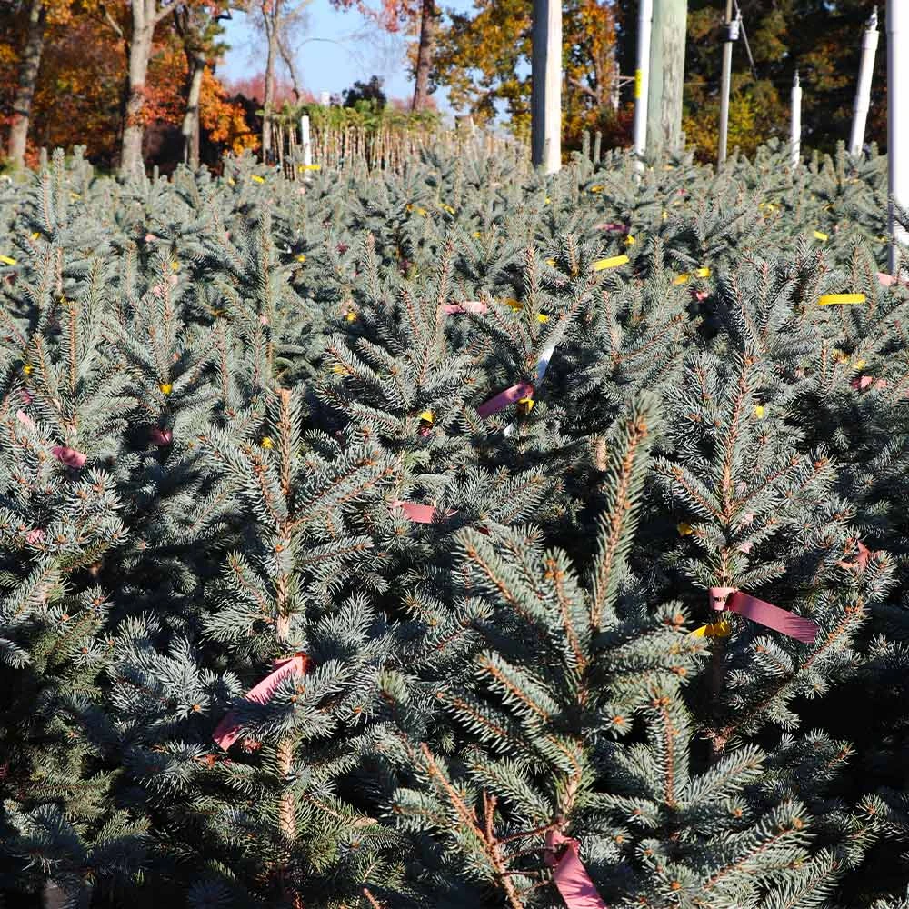 Brighter Blooms Fat Albert Colorado Blue Spruce Evergreen & Privacy 3 Brighter Blooms Fat Albert Colorado Blue Spruce Evergreen & Privacy