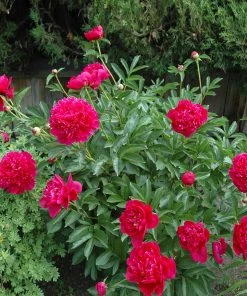 Brighter Blooms Felix Crousse Peony Perennials 5 Brighter Blooms Felix Crousse Peony Perennials