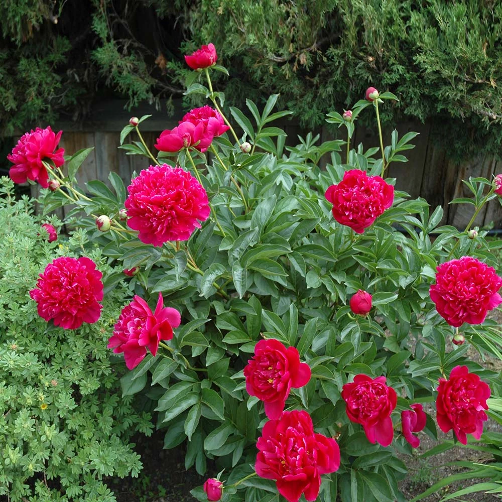 Brighter Blooms Felix Crousse Peony Perennials 3 Brighter Blooms Felix Crousse Peony Perennials