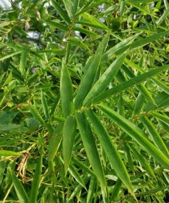 Brighter Blooms Fernleaf Bamboo Arborvitae Trees