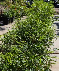 Brighter Blooms Fernleaf Bamboo Arborvitae Trees 7 Brighter Blooms Fernleaf Bamboo Arborvitae Trees