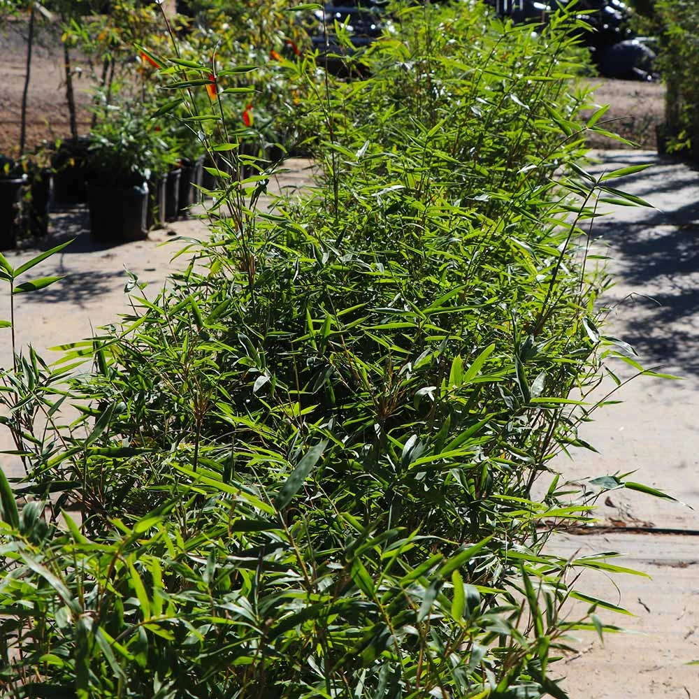 Brighter Blooms Fernleaf Bamboo Arborvitae Trees 4 Brighter Blooms Fernleaf Bamboo Arborvitae Trees