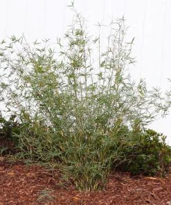 Brighter Blooms Fernleaf Bamboo Arborvitae Trees 6 Brighter Blooms Fernleaf Bamboo Arborvitae Trees