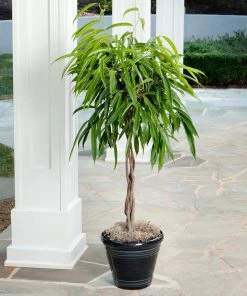 Brighter Blooms Ficus Alii Braid Plant 11 Brighter Blooms Ficus Alii Braid Plant