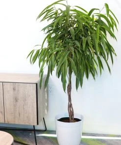 Brighter Blooms Ficus Alii Braid Plant 16 Brighter Blooms Ficus Alii Braid Plant