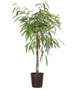 Brighter Blooms Ficus Alii Braid Plant 12 Brighter Blooms Ficus Alii Braid Plant