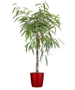 Brighter Blooms Ficus Alii Braid Plant 15 Brighter Blooms Ficus Alii Braid Plant