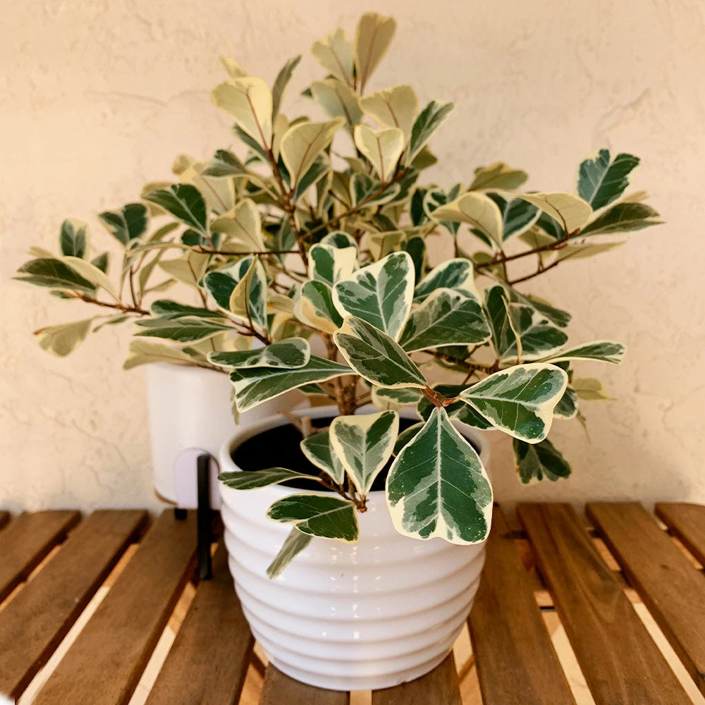 Brighter Blooms SHOP ALL Ficus Triangularis 2 Brighter Blooms SHOP ALL Ficus Triangularis
