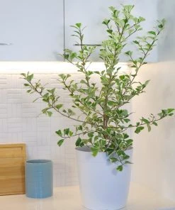 Brighter Blooms SHOP ALL Ficus Triangularis 6 Brighter Blooms SHOP ALL Ficus Triangularis