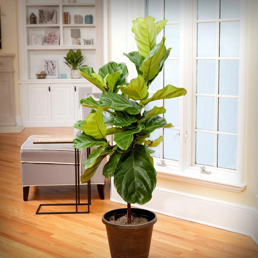 Brighter Blooms SHOP ALL Fiddle-Leaf Fig Tree 2 Brighter Blooms SHOP ALL Fiddle-Leaf Fig Tree