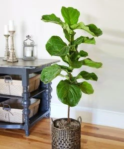 Brighter Blooms SHOP ALL Fiddle-Leaf Fig Tree 19 Brighter Blooms SHOP ALL Fiddle-Leaf Fig Tree