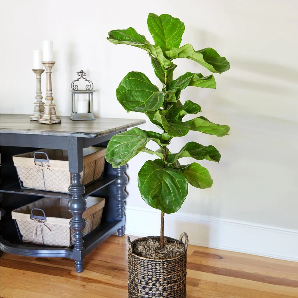 Brighter Blooms SHOP ALL Fiddle-Leaf Fig Tree 4 Brighter Blooms SHOP ALL Fiddle-Leaf Fig Tree