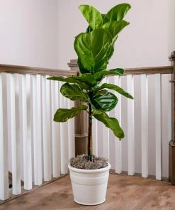 Brighter Blooms SHOP ALL Fiddle-Leaf Fig Tree 20 Brighter Blooms SHOP ALL Fiddle-Leaf Fig Tree