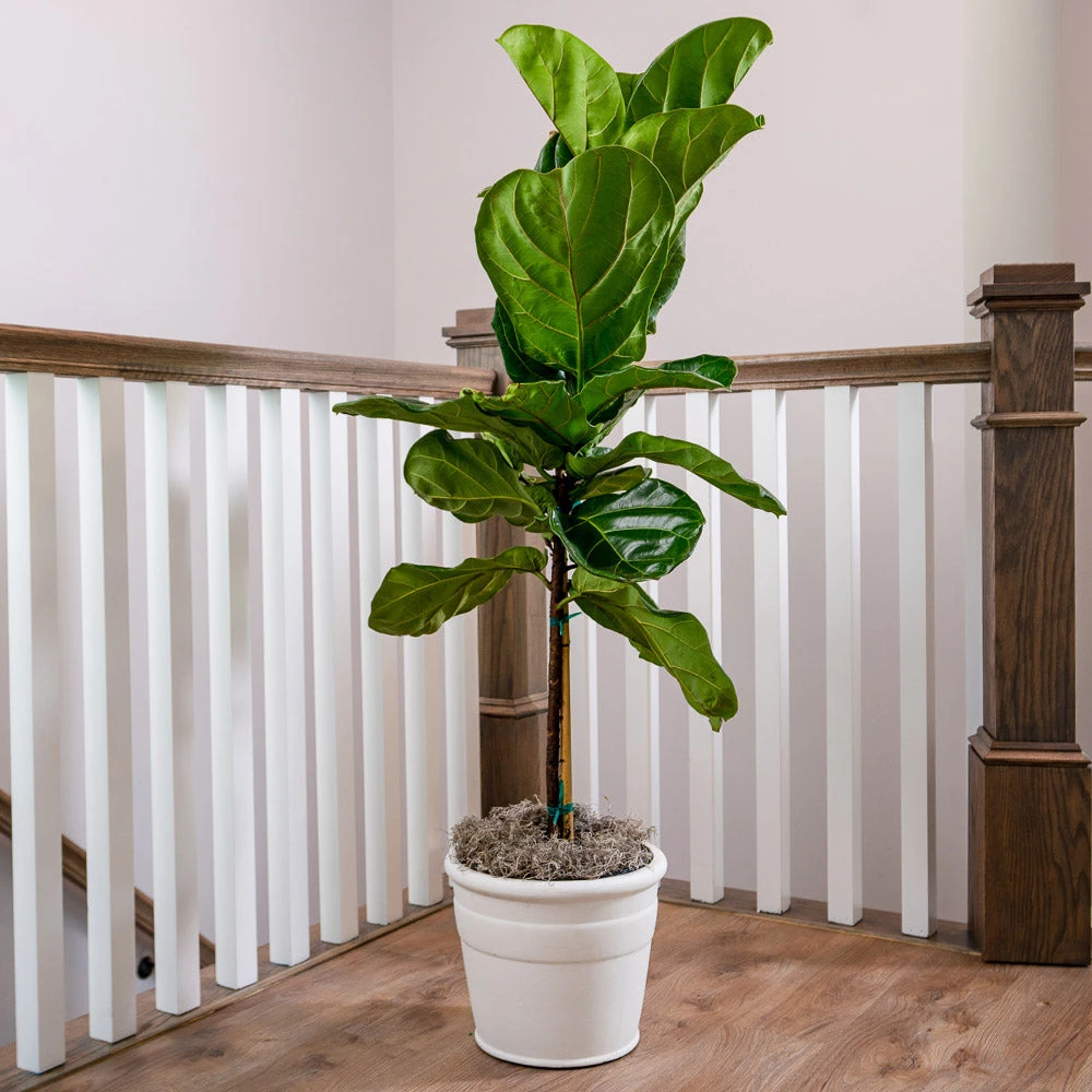 Brighter Blooms SHOP ALL Fiddle-Leaf Fig Tree 5 Brighter Blooms SHOP ALL Fiddle-Leaf Fig Tree
