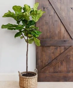 Brighter Blooms SHOP ALL Fiddle-Leaf Fig Tree 18 Brighter Blooms SHOP ALL Fiddle-Leaf Fig Tree