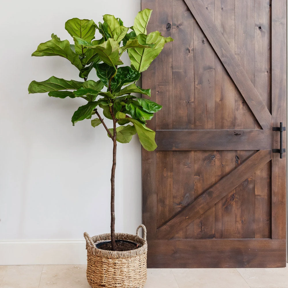 Brighter Blooms SHOP ALL Fiddle-Leaf Fig Tree 3 Brighter Blooms SHOP ALL Fiddle-Leaf Fig Tree