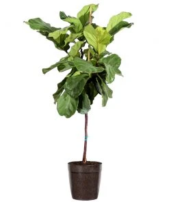 Brighter Blooms SHOP ALL Fiddle-Leaf Fig Tree 21 Brighter Blooms SHOP ALL Fiddle-Leaf Fig Tree