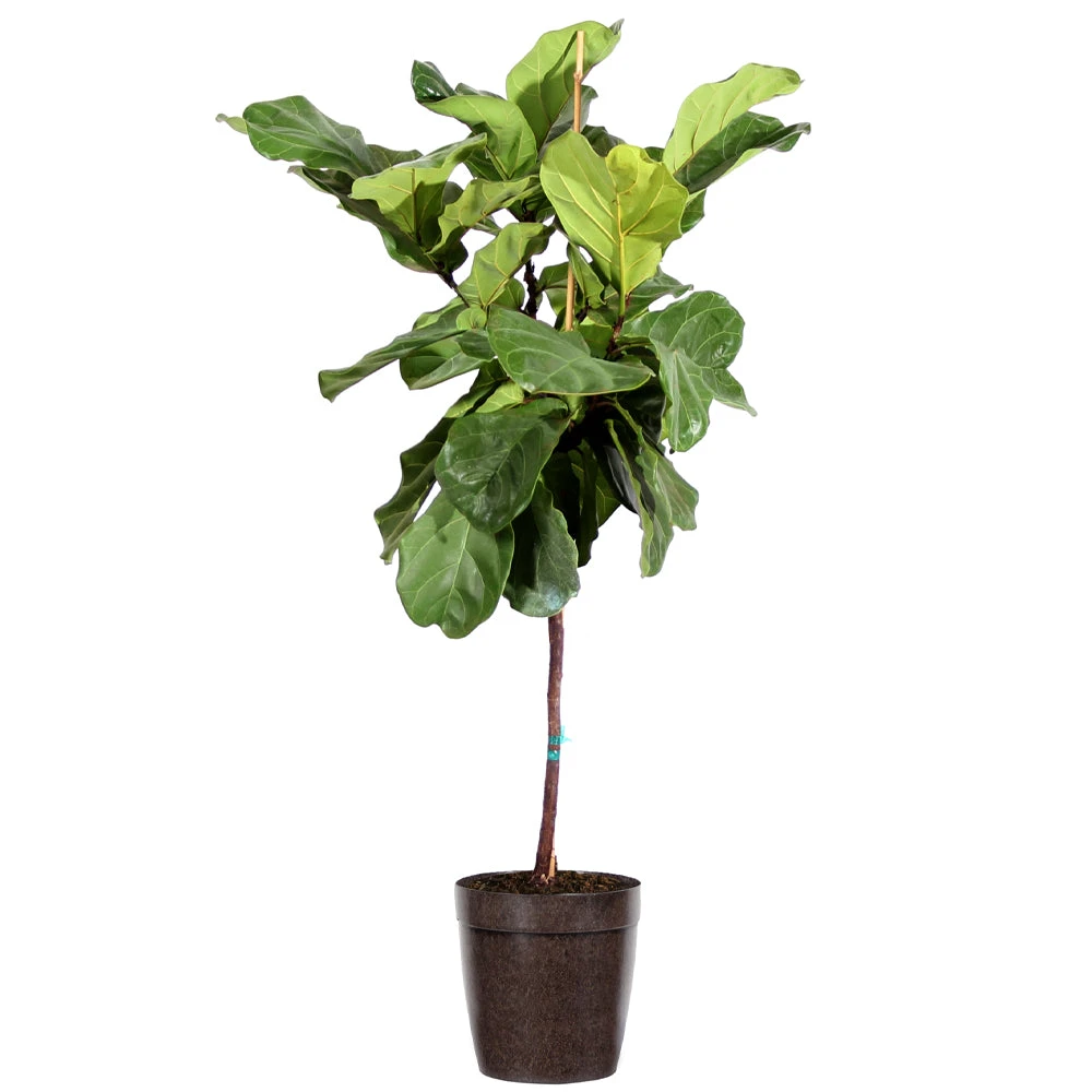 Brighter Blooms SHOP ALL Fiddle-Leaf Fig Tree 6 Brighter Blooms SHOP ALL Fiddle-Leaf Fig Tree