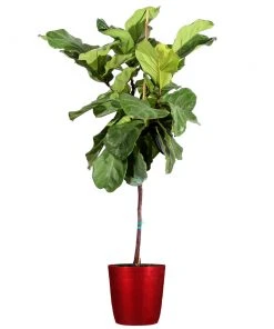 Brighter Blooms SHOP ALL Fiddle-Leaf Fig Tree 25 Brighter Blooms SHOP ALL Fiddle-Leaf Fig Tree