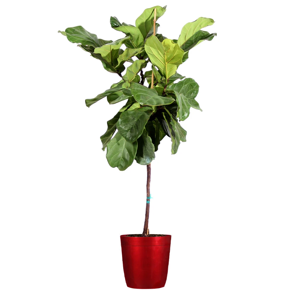 Brighter Blooms SHOP ALL Fiddle-Leaf Fig Tree 10 Brighter Blooms SHOP ALL Fiddle-Leaf Fig Tree
