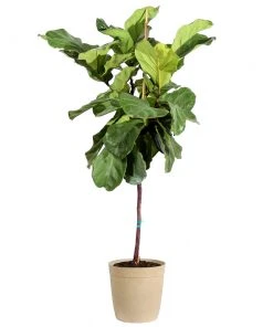 Brighter Blooms SHOP ALL Fiddle-Leaf Fig Tree 22 Brighter Blooms SHOP ALL Fiddle-Leaf Fig Tree