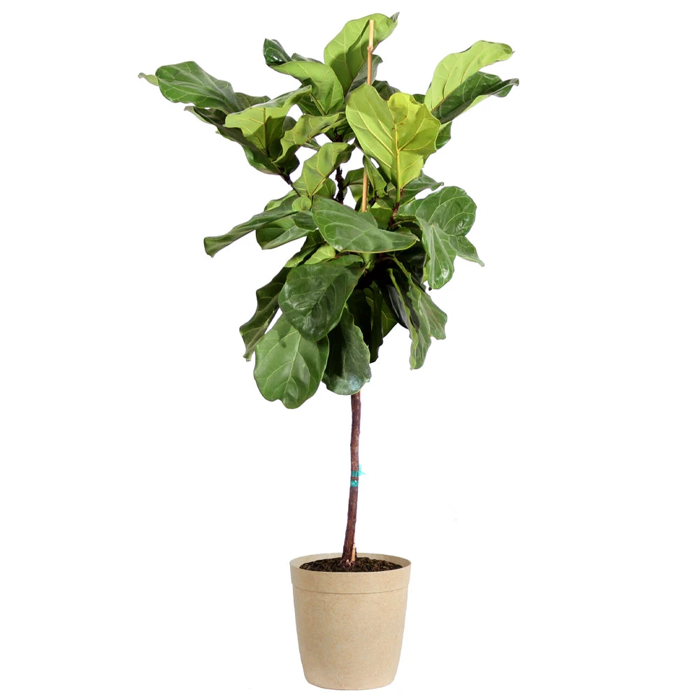 Brighter Blooms SHOP ALL Fiddle-Leaf Fig Tree 7 Brighter Blooms SHOP ALL Fiddle-Leaf Fig Tree