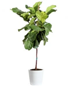 Brighter Blooms SHOP ALL Fiddle-Leaf Fig Tree 24 Brighter Blooms SHOP ALL Fiddle-Leaf Fig Tree