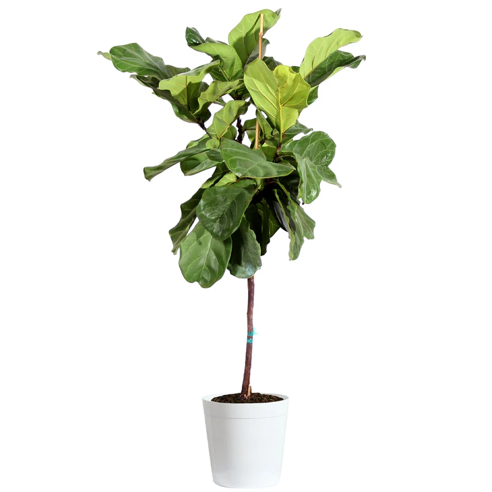 Brighter Blooms SHOP ALL Fiddle-Leaf Fig Tree 9 Brighter Blooms SHOP ALL Fiddle-Leaf Fig Tree