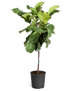 Brighter Blooms SHOP ALL Fiddle-Leaf Fig Tree 23 Brighter Blooms SHOP ALL Fiddle-Leaf Fig Tree