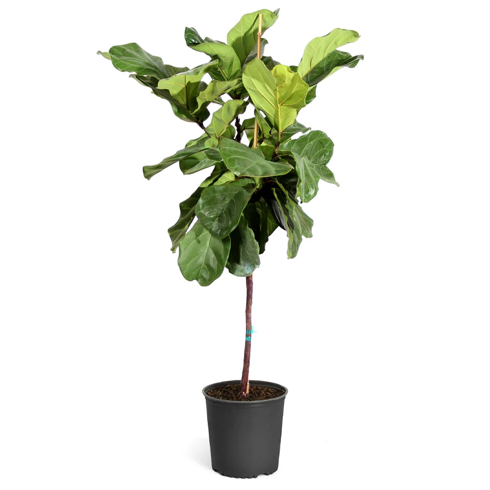 Brighter Blooms SHOP ALL Fiddle-Leaf Fig Tree 8 Brighter Blooms SHOP ALL Fiddle-Leaf Fig Tree