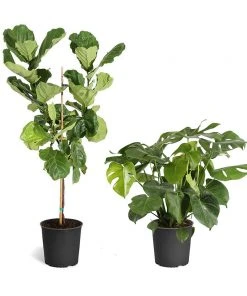 Brighter Blooms SHOP ALL Fiddle-Leaf Fig Tree 31 Brighter Blooms SHOP ALL Fiddle-Leaf Fig Tree
