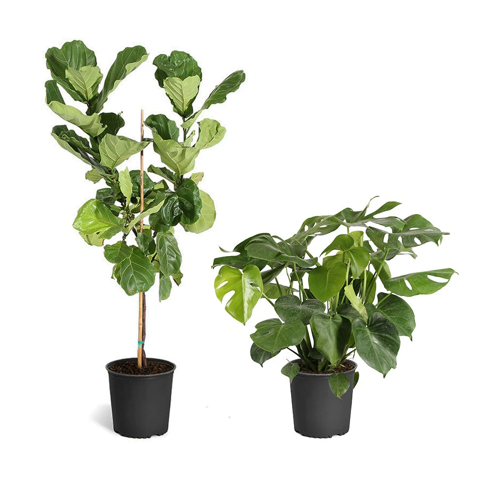 Brighter Blooms SHOP ALL Fiddle-Leaf Fig Tree 16 Brighter Blooms SHOP ALL Fiddle-Leaf Fig Tree