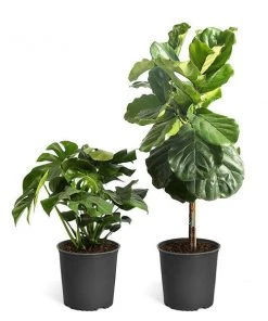 Brighter Blooms Monstera Deliciosa And Fiddle Leaf Fig Combo House & Patio