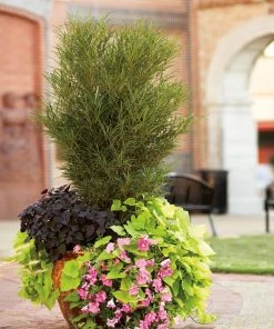 Brighter Blooms Fine Line® Buckthorn Shrub Shrubs & Hedges