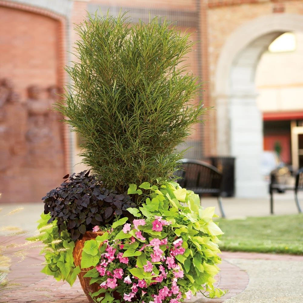 Brighter Blooms Fine Line® Buckthorn Shrub Shrubs & Hedges 2 Brighter Blooms Fine Line® Buckthorn Shrub Shrubs & Hedges