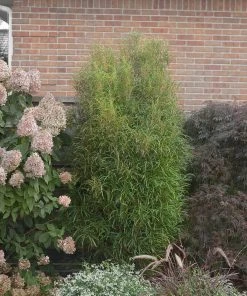 Brighter Blooms Fine Line® Buckthorn Shrub Shrubs & Hedges 7 Brighter Blooms Fine Line® Buckthorn Shrub Shrubs & Hedges