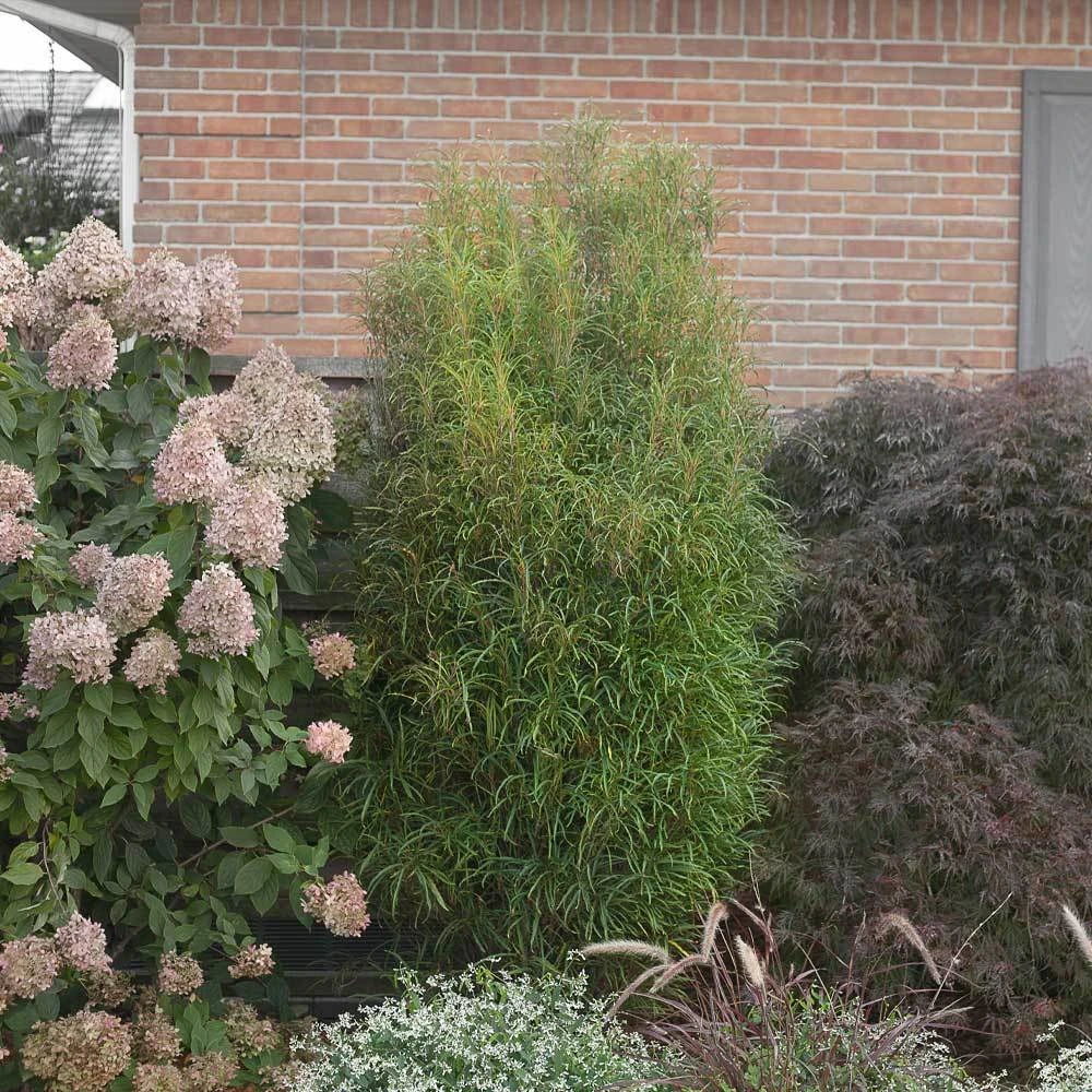Brighter Blooms Fine Line® Buckthorn Shrub Shrubs & Hedges 3 Brighter Blooms Fine Line® Buckthorn Shrub Shrubs & Hedges