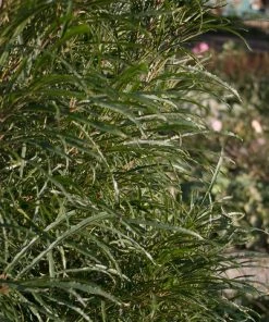 Brighter Blooms Fine Line® Buckthorn Shrub Shrubs & Hedges 8 Brighter Blooms Fine Line® Buckthorn Shrub Shrubs & Hedges