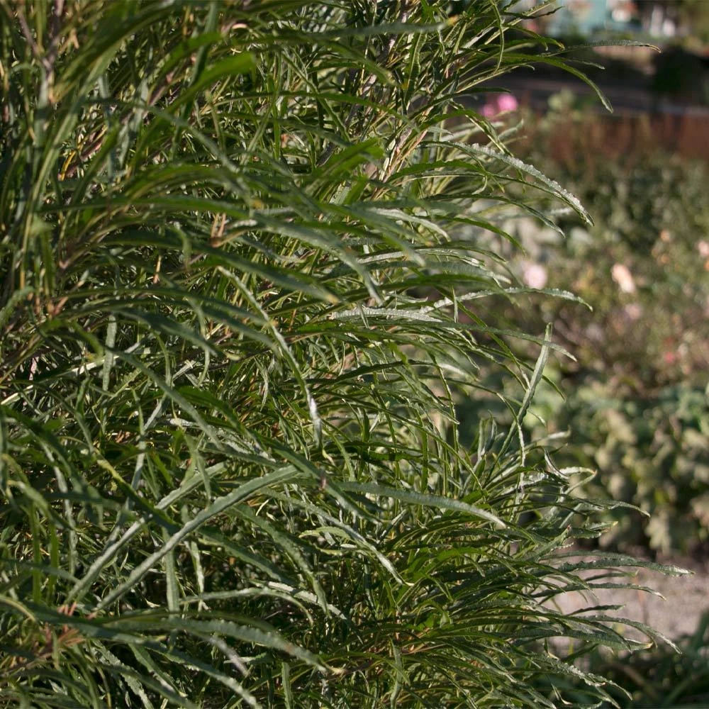 Brighter Blooms Fine Line® Buckthorn Shrub Shrubs & Hedges 4 Brighter Blooms Fine Line® Buckthorn Shrub Shrubs & Hedges