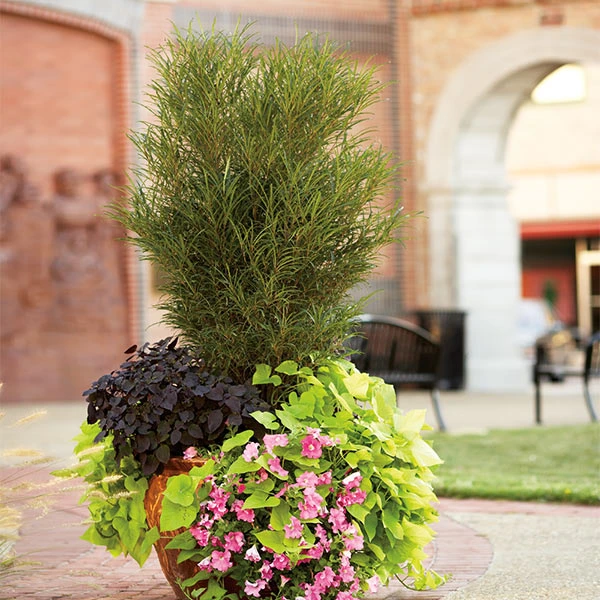 Brighter Blooms Fine Line® Buckthorn Shrub Shrubs & Hedges 1 Brighter Blooms Fine Line® Buckthorn Shrub Shrubs & Hedges